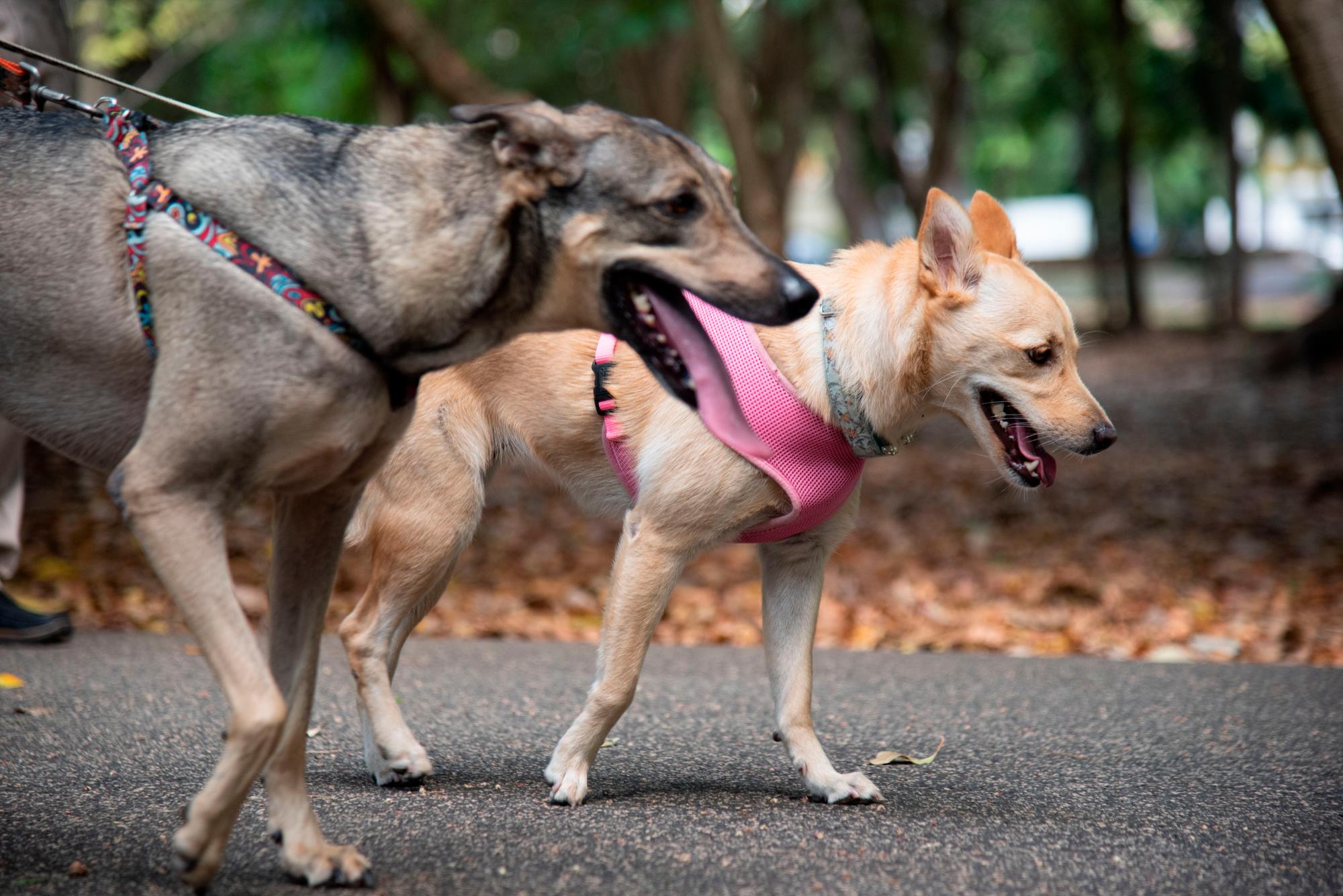 Perros adoptados son sacados a pasear por el Mirador Sur