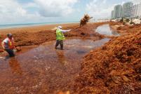 Las algas han invadido playas de Quintana Roo, México.