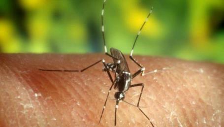 Mosquito transmisor del virus Zika.