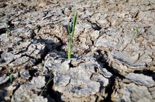 Piden declarar a Montecristi en “estado de emergencia” por la sequía
