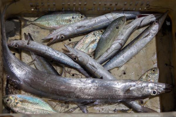 La pesca consume la vida marina de Montecristi