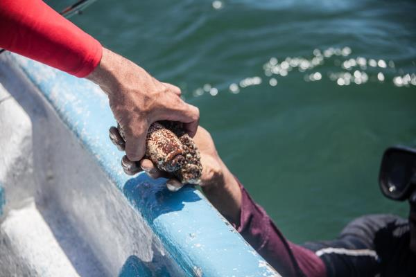 Pepino de mar, una rara especie amenazada por el comercio