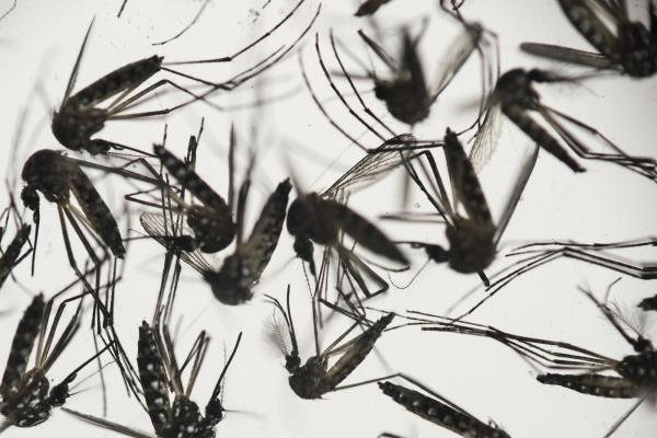 Europa y Estados Unidos temen a la llegada del verano por el zika