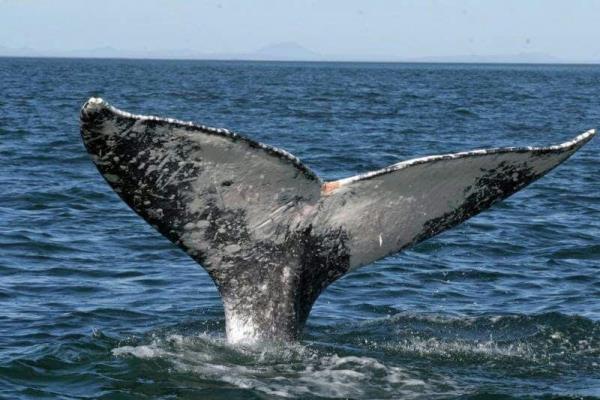 Medio Ambiente invita a la población a visitar las ballenas jorobadas