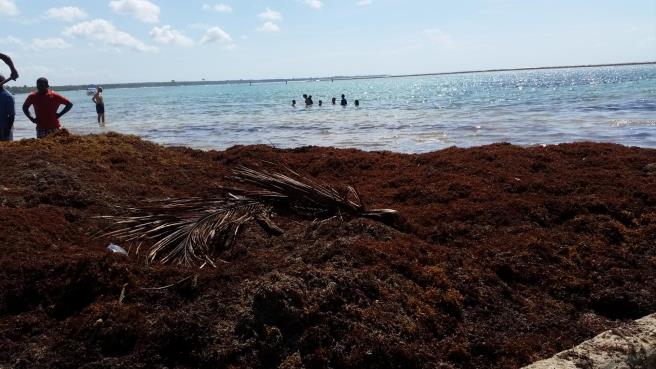 Autoridades limpian de algas la playa de Boca Chica