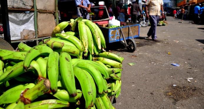 La sequía afectó la producción de plátanos