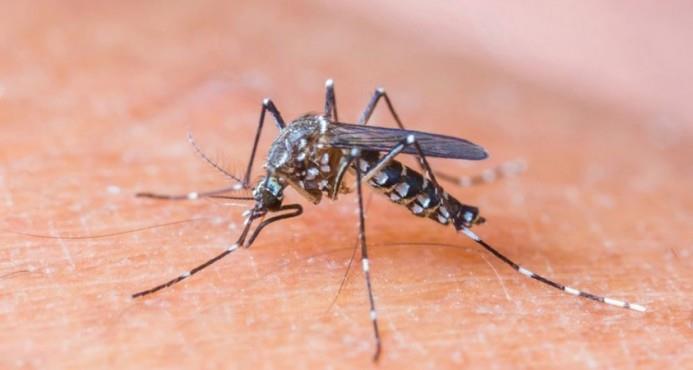 El virus Mayaro es transmitido también por el mosquito Aedes aegypti