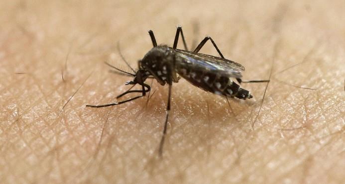 El Aedes Aegypti es el mosquito que transmite la enfermedad.