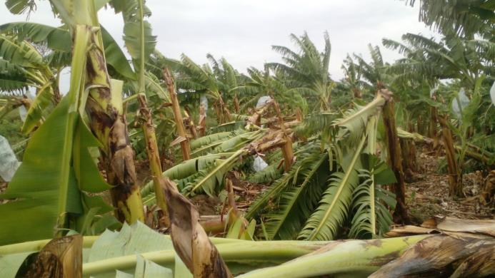 Los vientos derribaron plantas de banano en Valverde. 
