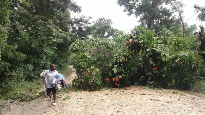 En varios bateyes del municipio de Mata Palacio las lluvias ha derribado árboles, postes y cables que suplen de energía esas comunidades
