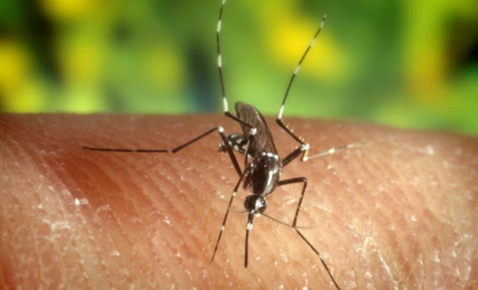 Mosquito causante del virus del Zika.