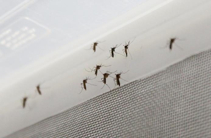 Fotografía de mosquito Aedes aegypti, transmisor del virus del Zika