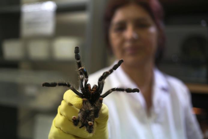 En esta foto del 15 de enero de 2016, una empleada muestra una araña avicularia, o tarántula, en el museo de serpientes venenosas en Lima. 