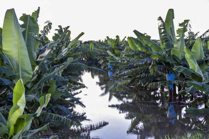 Según Agricultura, 5,108 tareas de plátanos fueron dañadas en el Bajo Yuna por las inundaciones 