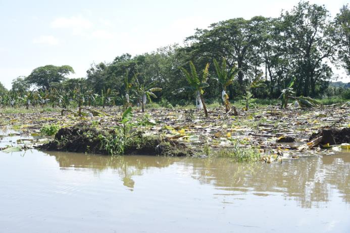 Las plantaciones de plátanos afectadas en Montecristi