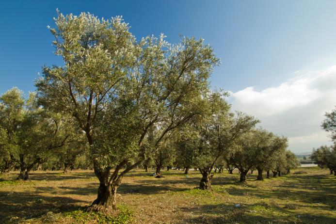 El olivo es un árbol que cuenta con un linaje bíblico perfectamente comprobable en las escrituras.