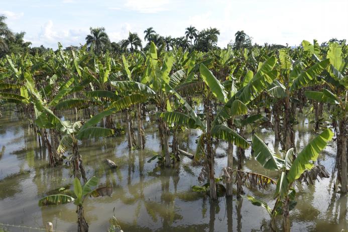 Plantaciones de plátanos inundadas en la región norte.