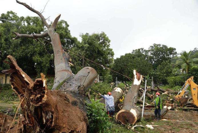 Trabajadores cortan las ramas de un árbol que cayó y mató a un niño en la Ciudad de Panamá, el martes 22 de noviembre de 2016. Tres personas han muerto en Panamá en accidentes derivados de la tormenta tropical Otto.