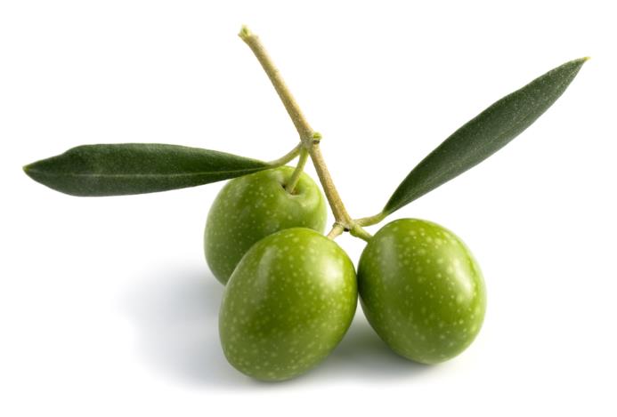 Las olivas son mundialmente conocidas como aceitunas.