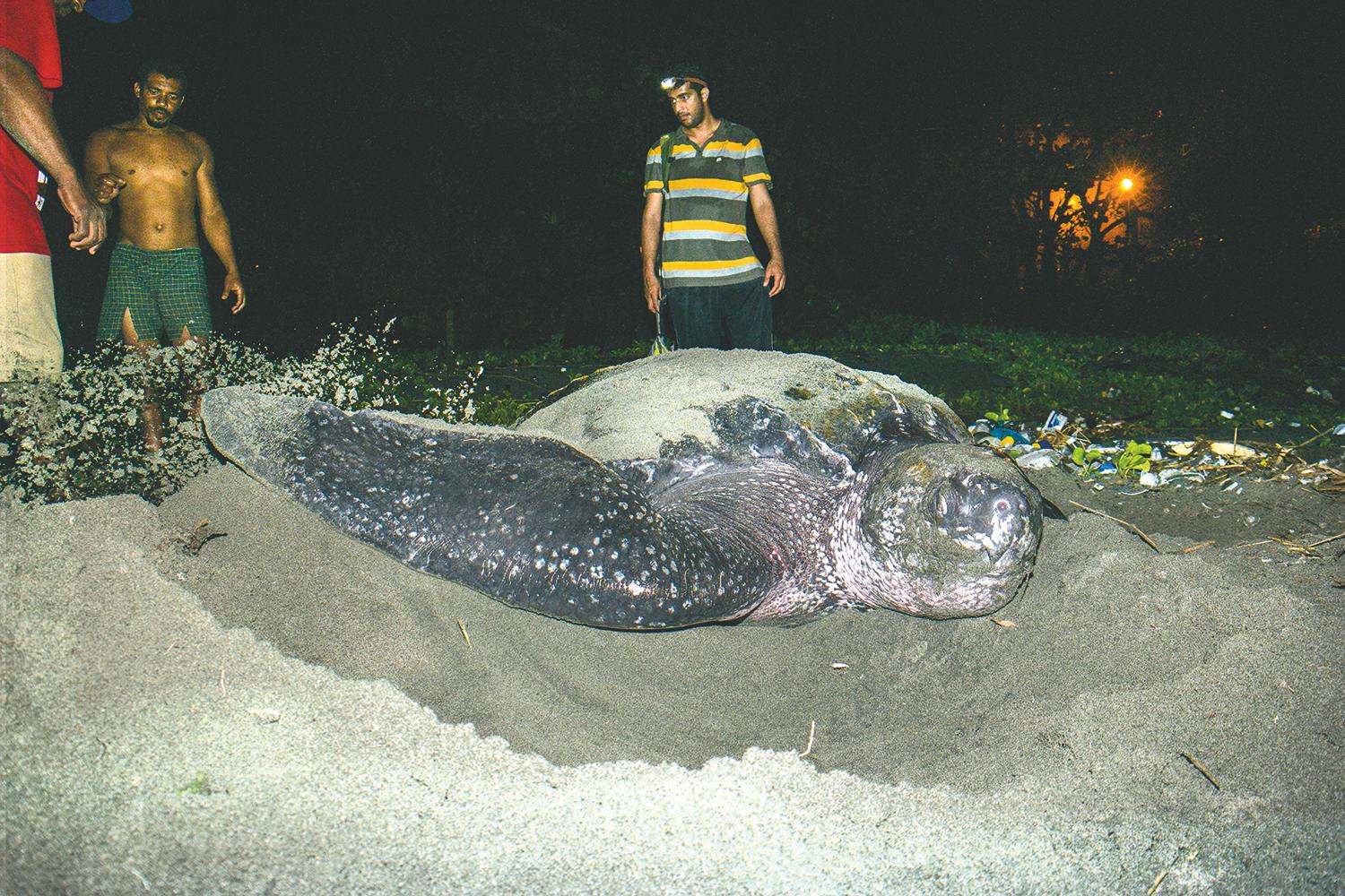 Os maiores ninhos de tartarugas marinhas do mundo na República Dominicana