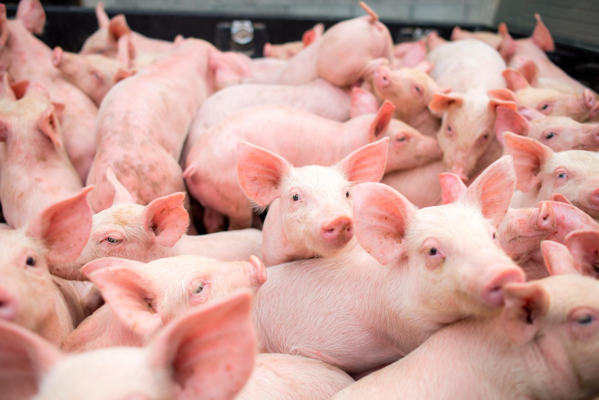 Autoridades emplazan a productores informales de cerdos a eliminar criaderos en Pedernales - Diario Libre