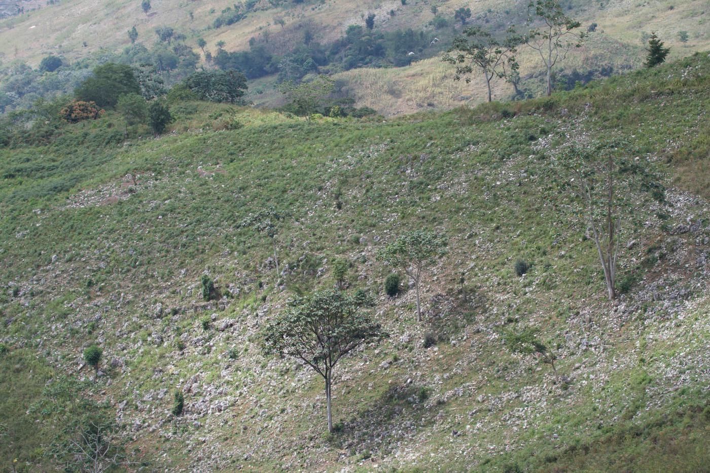 Deforestación de un bosque húmedo en República Dominicana.