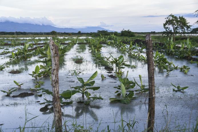El río Yaque del Norte inunda cientos de tareas cultivadas de banano en la Línea Noroeste.