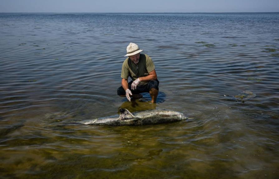 Miles de delfines muertos en el mar Negro debido a invasión rusa, acusa Zelenski