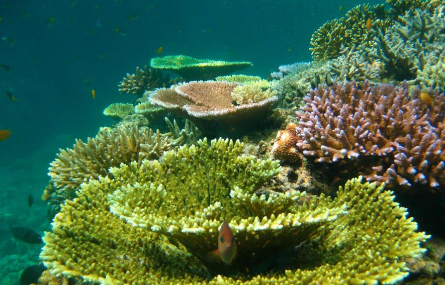 El Caribe perdió 50% de corales