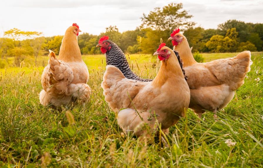 Ambientalistas proponen que portugueses tengan gallina en casa para reciclar