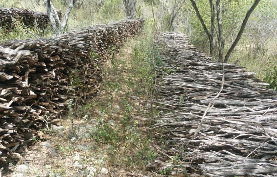 Incautan miles de troncos de guaconejo en Reserva de la Biosfera