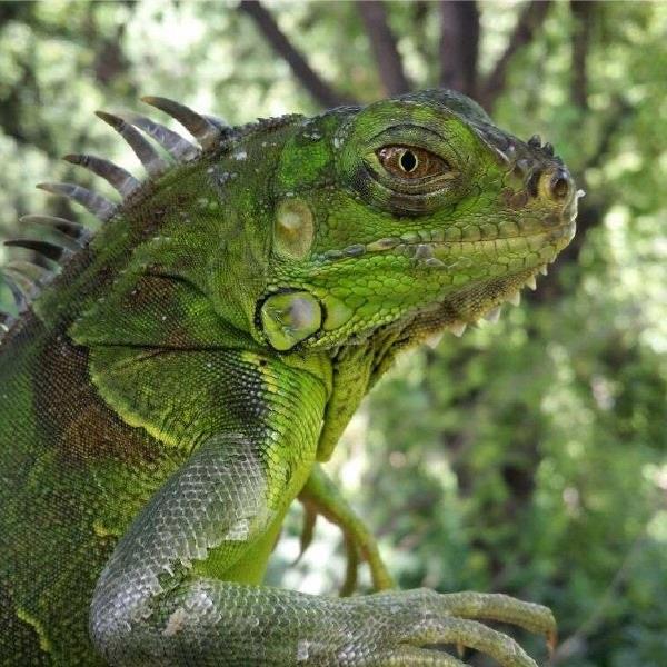 Advierten sobre peligros de la iguana verde comercializada como mascota