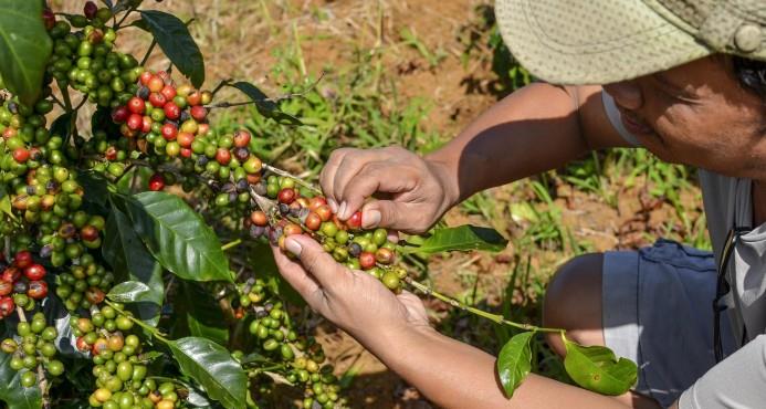 Pagan US$80,60 por una libra de café hondureño especial en una subasta