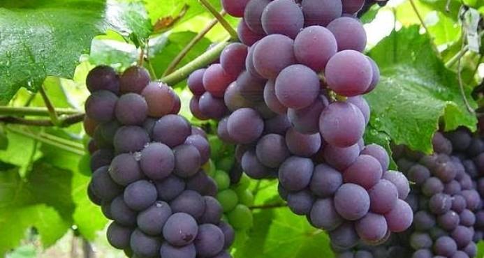 Resaltan condiciones para incrementar el cultivo de la uva en Neyba