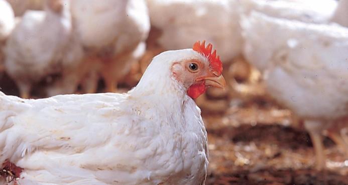 Importaciones de huevos afectan productores de pollos del Cibao 