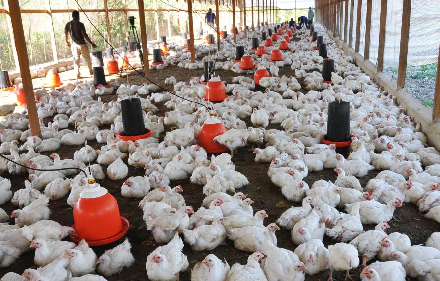 Dominicanos consumen 17.1 millones de pollos y 169.8 millones de huevos cada mes