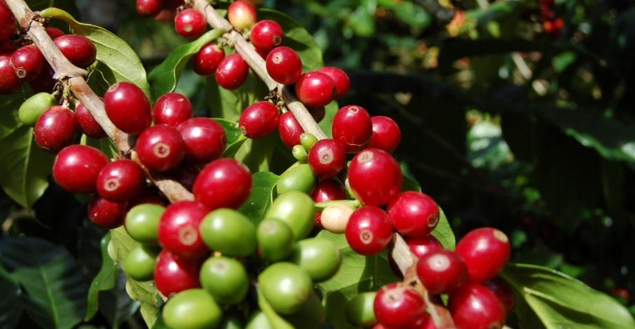 Productores de café dominicanos han perdido más de RD$18,000 MM en últimos 5 años