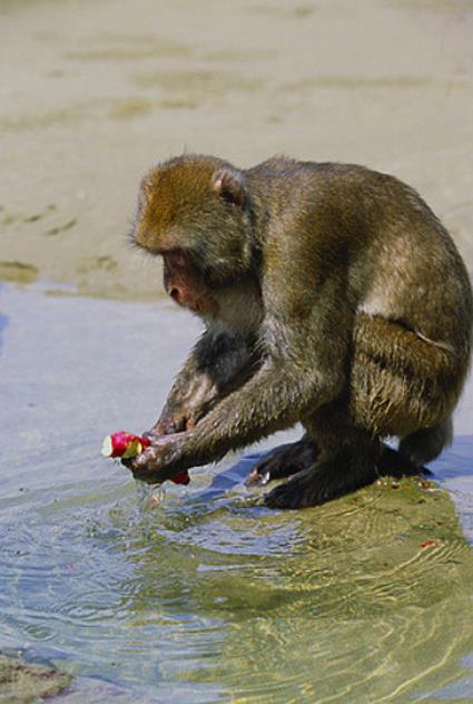  El Centésimo Mono: hacia una                       Teoría del Cambio