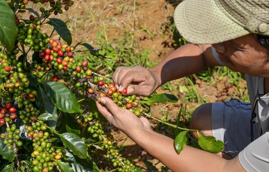 Producción de café en la República Dominicana crece 16% actualmente
