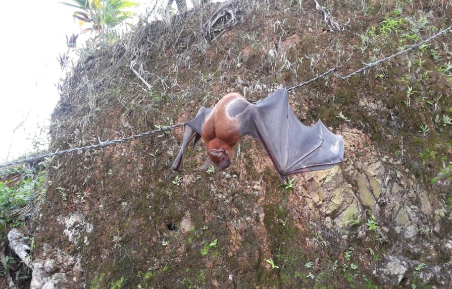 Foto de gran murciélago pescador genera curiosidad en Miches y El Seibo