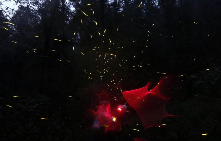 La presencia de luciérnagas, indicador clave para la conservación de bosques 