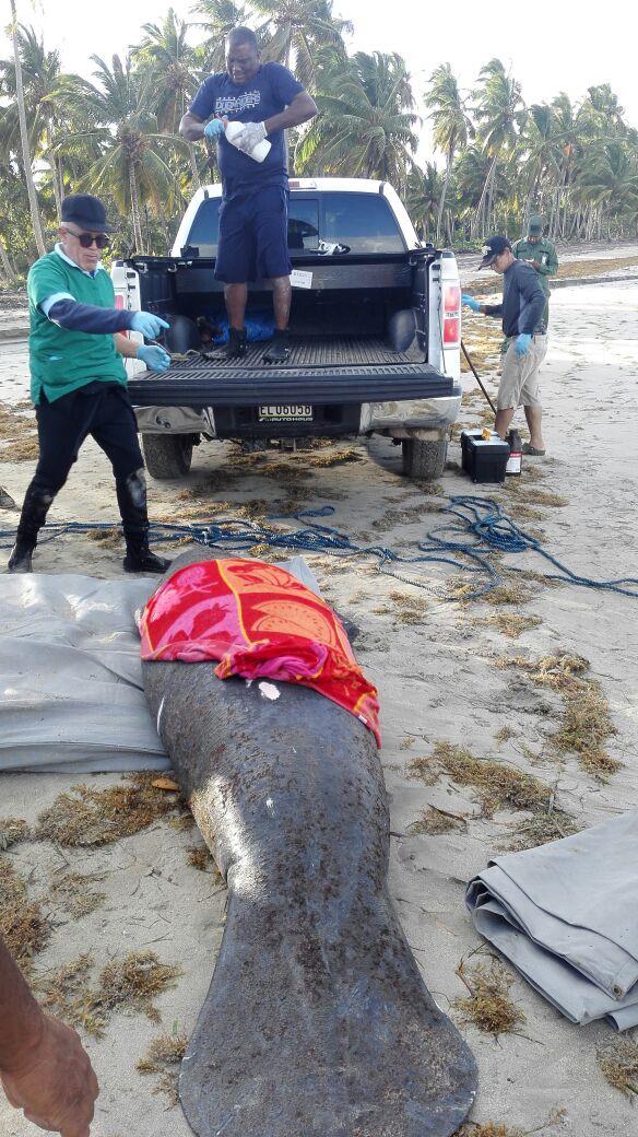 Manatí encalla en playa de Samaná; realizan labores de rescate