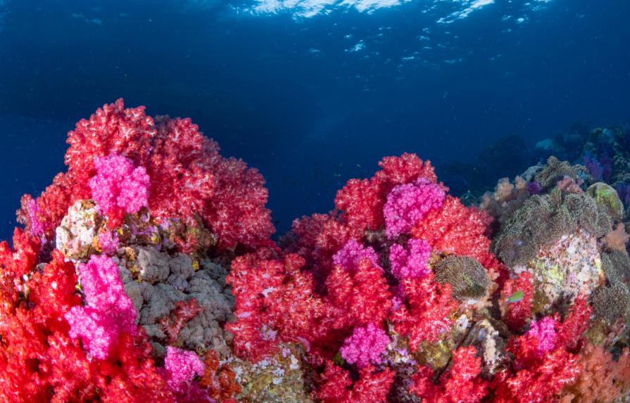Crean el primer seguro para proteger un arrecife de coral