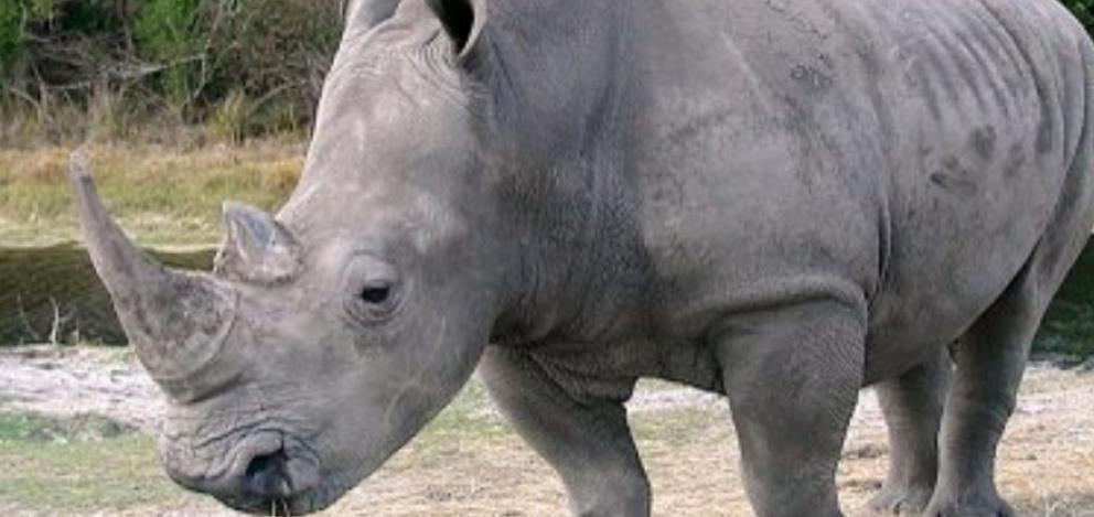 La población de rinocerontes aguanta estable y saludable en la India