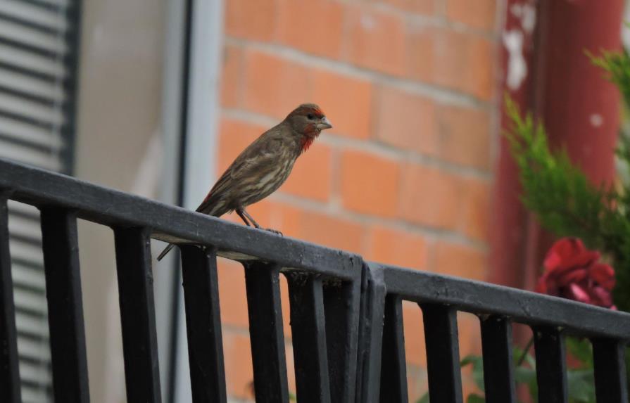 El caos sonoro, una amenaza que enfrentan las aves en las ciudades