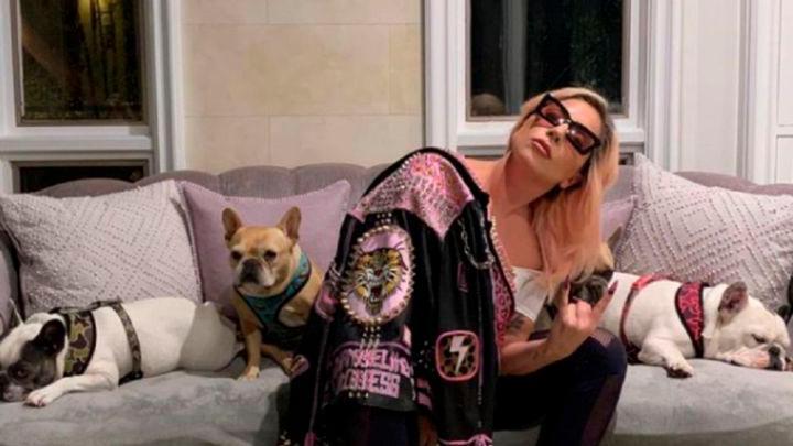 Delincuentes disparan en el pecho a empleado de Lady Gaga y roban dos bulldogs franceses 