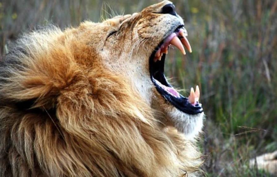 Un león mata a una joven cuidadora que limpiaba el recinto del animal