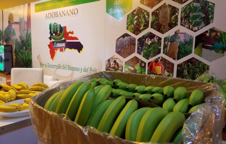 República Dominicana tiene capacidad para exportar 500,000 cajas semanal de banano 