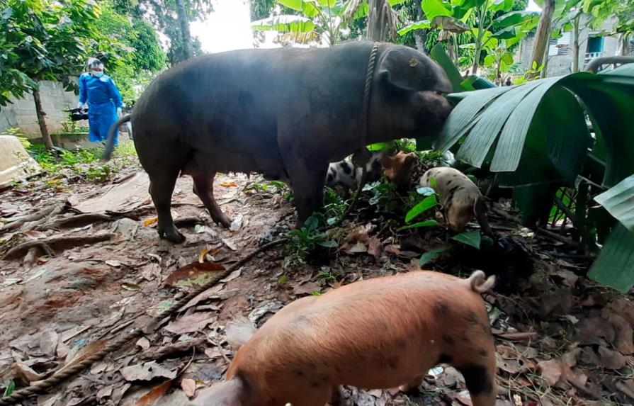 Gobierno sacrificará cerdos afectados por Peste Porcina Africana