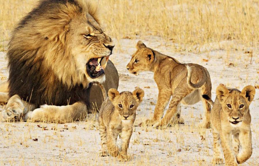 La Fuerza de Intervención para la Preservación de Zimbabue confirma muerte de Jericó, hermano del león Cecil